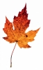 1291146_leaf_7